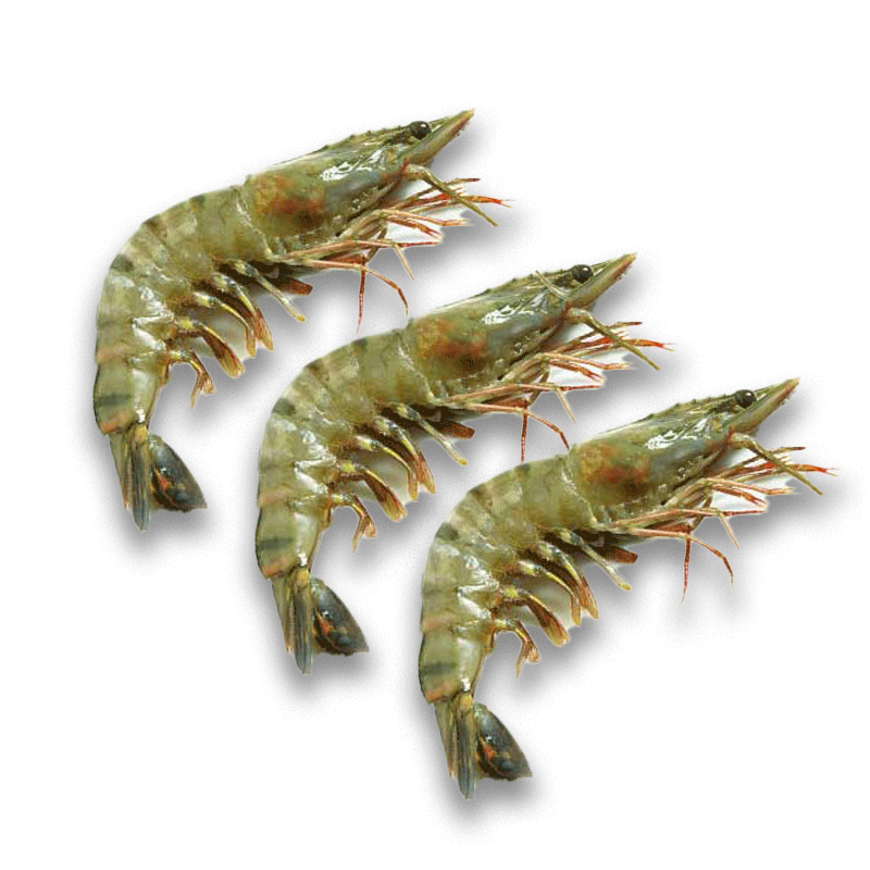 Frozen Head on Shell Shrimps Large Size U-15 1kg